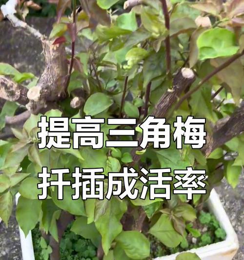 三角梅插枝的正确步骤和技巧是什么？