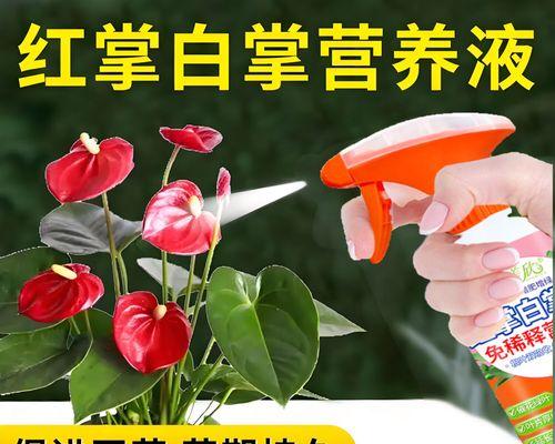红掌施什么肥效果最佳？红掌的施肥技巧是什么？