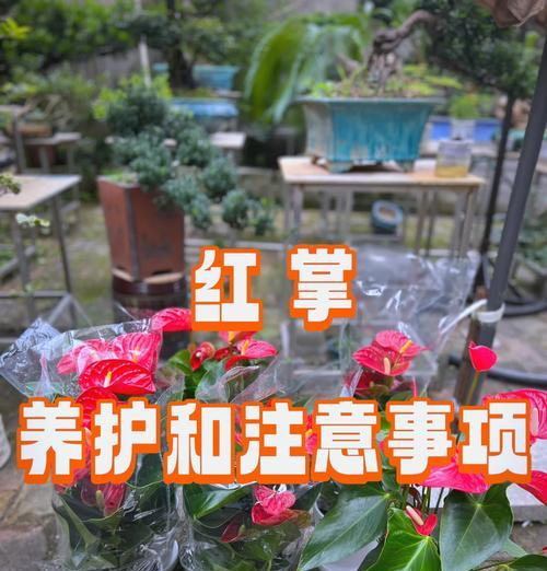 红掌浇水的正确方法和注意事项？