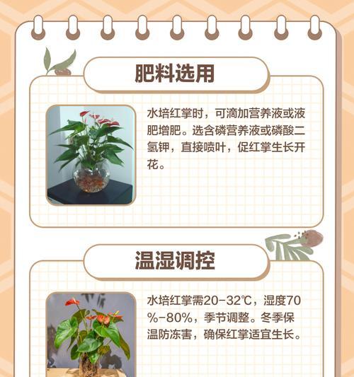 红掌浇水的正确方法和注意事项？