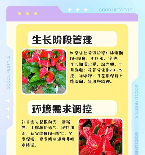 红掌浇水的正确方法和注意事项？