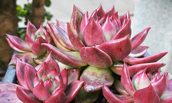 旭鹤怎么养？旭鹤植物的养殖方法是什么？