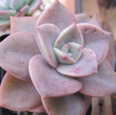 旭鹤怎么养？旭鹤植物的养殖方法是什么？