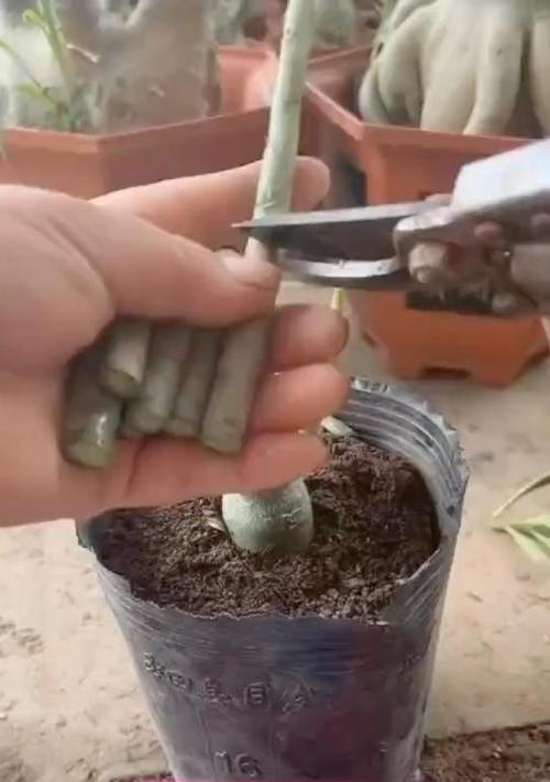 沙漠玫瑰繁殖的有效方法和技巧是什么？