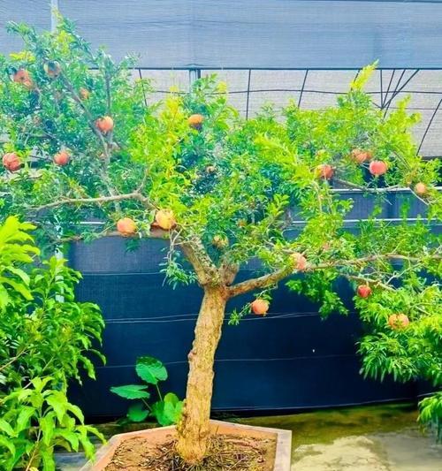 石榴授粉的最佳方法是什么？如何提高石榴的坐果率？