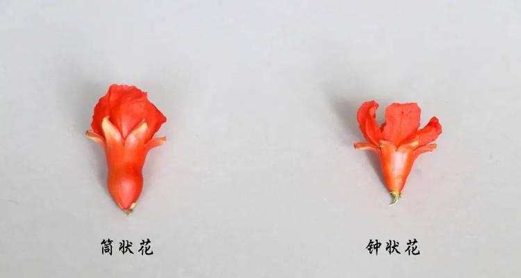 石榴授粉的最佳方法是什么？如何提高石榴的坐果率？
