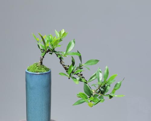 小叶栀子花的养殖方法和注意事项有哪些？