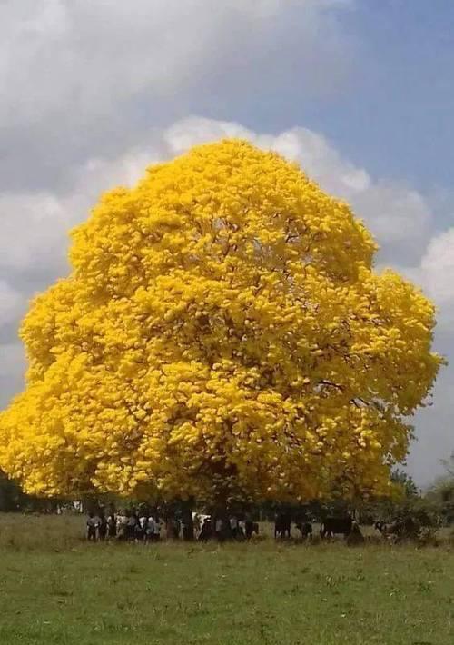 什么花与什么树搭配最和谐？如何打造美丽的花树景观？