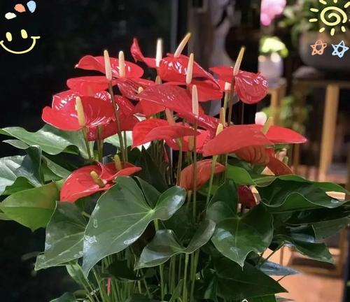 令箭荷花生长缓慢怎么办？