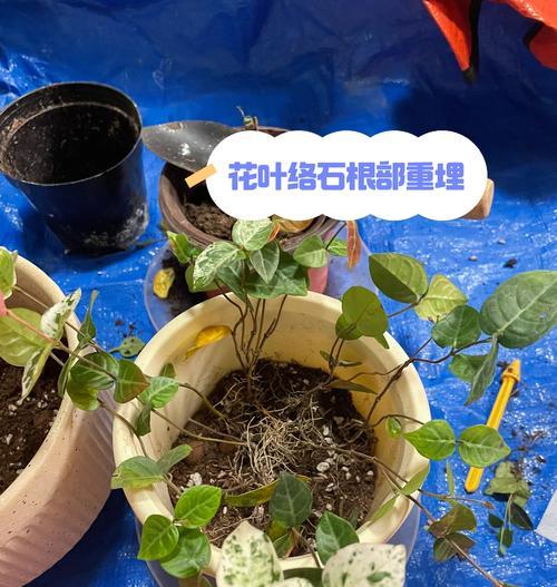 络石型盆景的养护方法是什么？