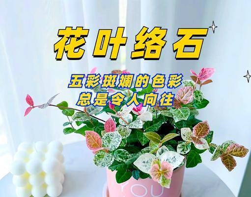 络石型盆景的养护方法是什么？