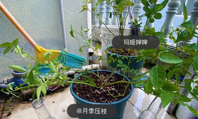 压条植物有哪些？压条繁殖的步骤是什么？