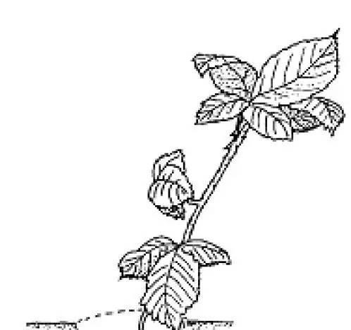 压条植物有哪些？压条繁殖的步骤是什么？