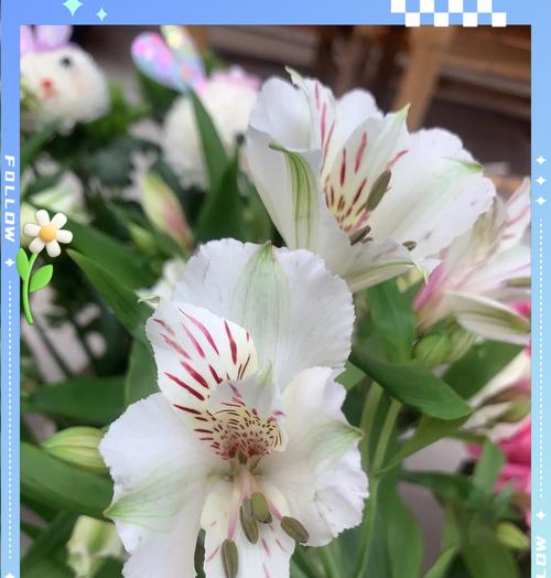 雏花的定义及其象征意义是什么？