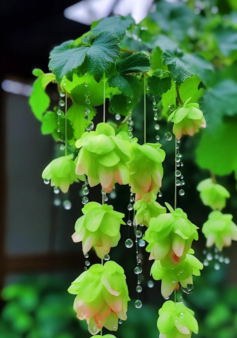 雏花的定义及其象征意义是什么？