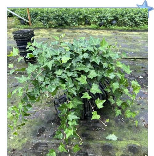常春藤种植的步骤和技巧是什么？