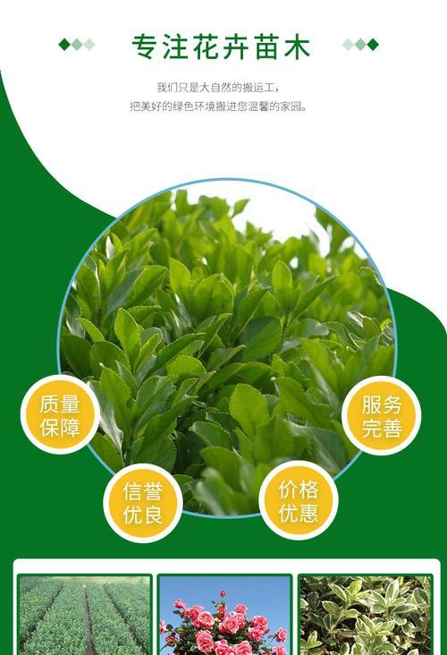 常春藤种植的步骤和技巧是什么？