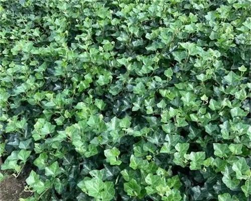 常春藤种植的步骤和技巧是什么？
