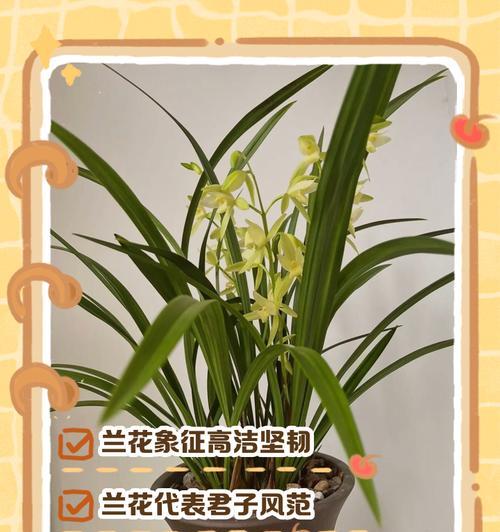 兰花有哪些品种？如何挑选适合自己的兰花？