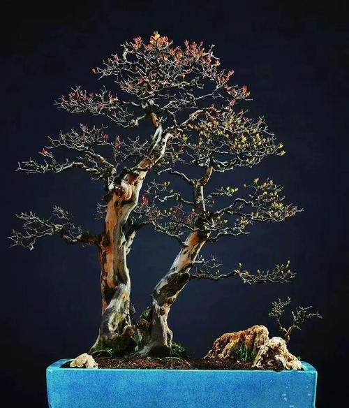 盆景的定义是什么？盆景艺术的起源与发展？