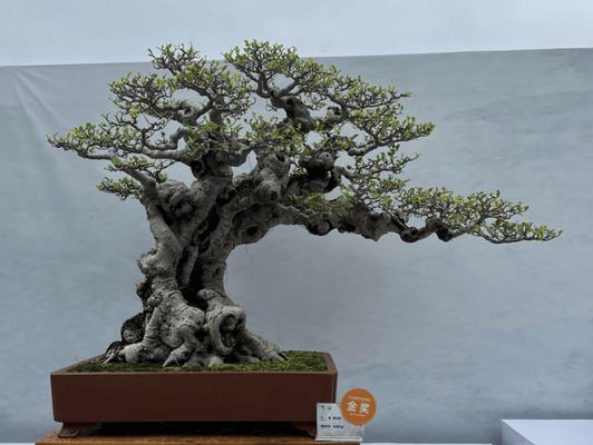 盆景的定义是什么？盆景艺术的起源与发展？