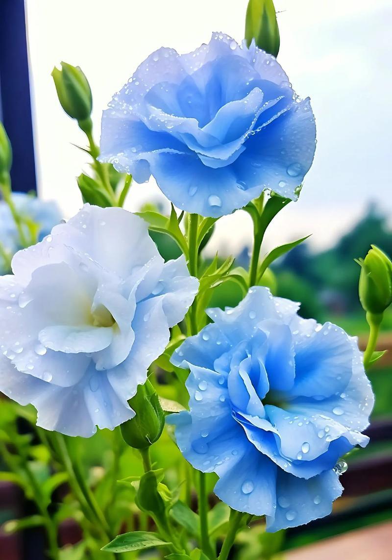 洋桔梗的品种有哪些？如何挑选最适合花坛的洋桔梗？