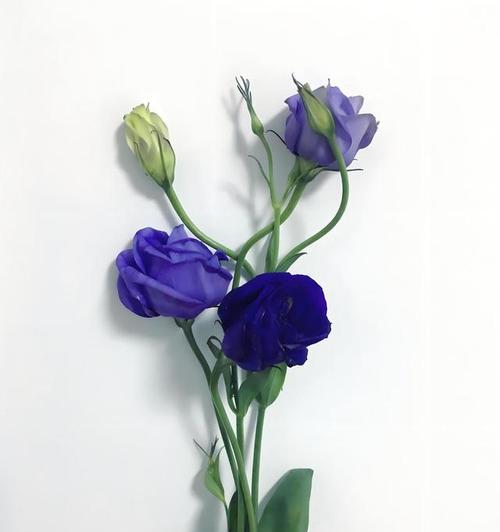 洋桔梗的品种有哪些？如何挑选最适合花坛的洋桔梗？
