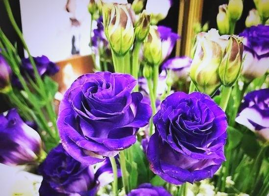 洋桔梗的品种有哪些？如何挑选最适合花坛的洋桔梗？