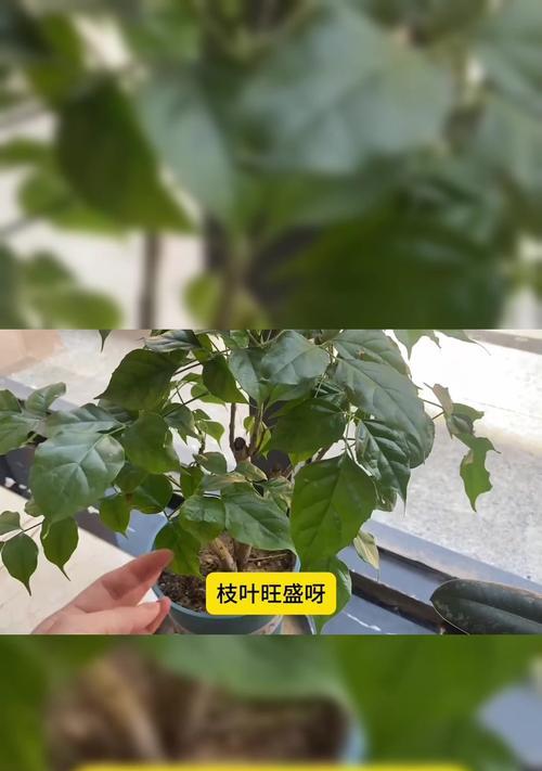 幸福树过高如何修剪保持美观？