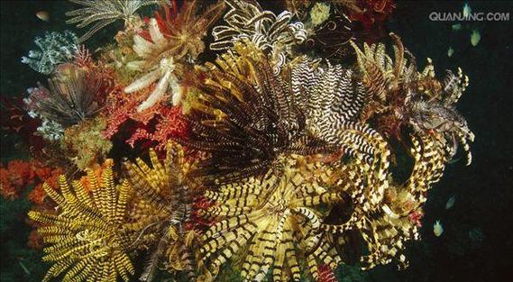 海里的植物有哪些？它们的生存环境是怎样的？