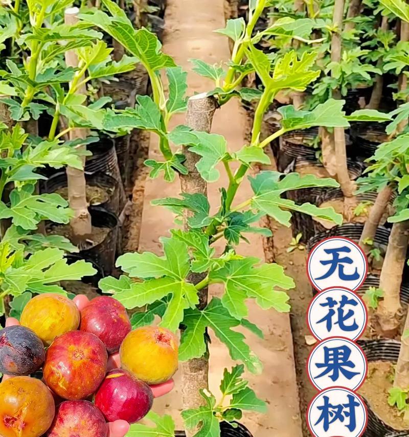 无花果树品种有哪些？如何挑选适合自己的无花果树？