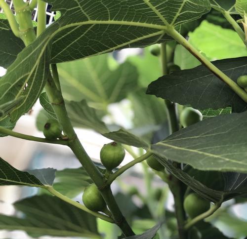 无花果树品种有哪些？如何挑选适合自己的无花果树？