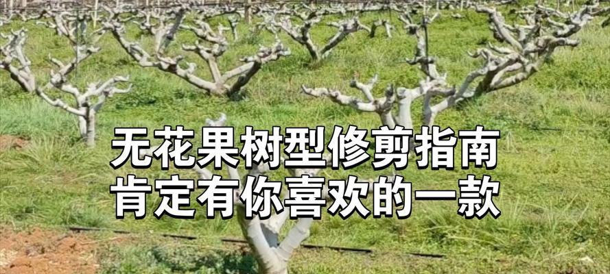 无花果树品种有哪些？如何挑选适合自己的无花果树？
