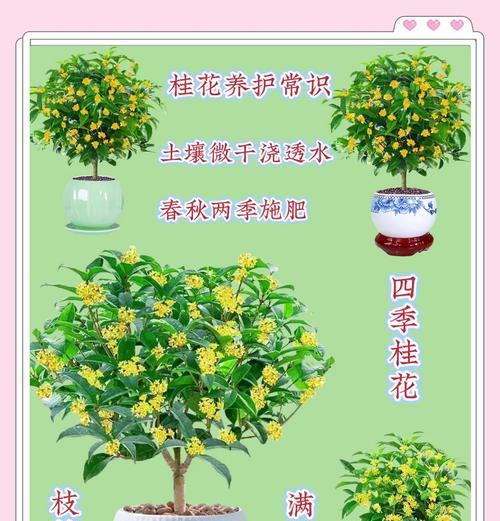 四季桂花品种有哪些？如何区分不同品种？