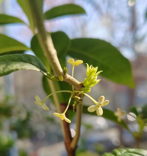 四季桂花品种有哪些？如何区分不同品种？