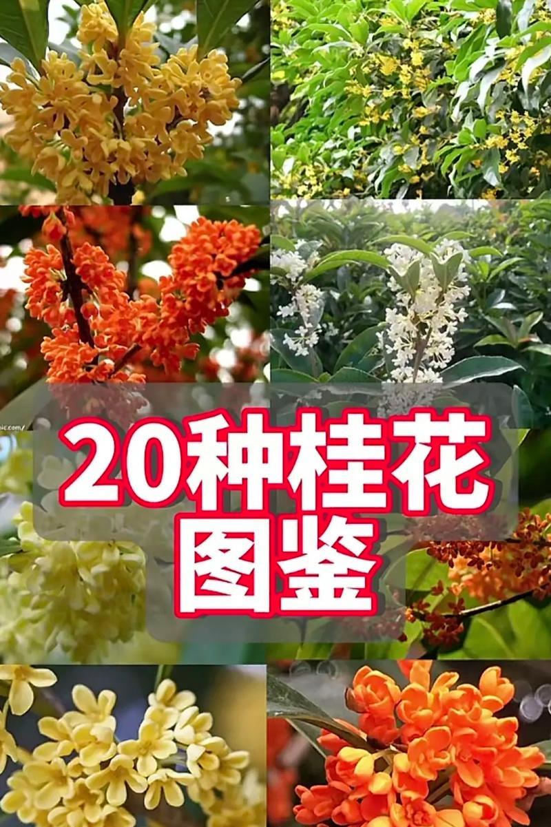 四季桂花品种有哪些？如何区分不同品种？