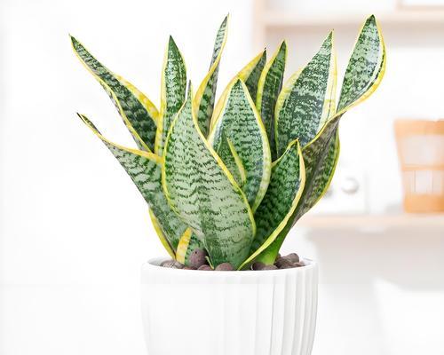 办公室绿植摆放风水讲究有哪些？