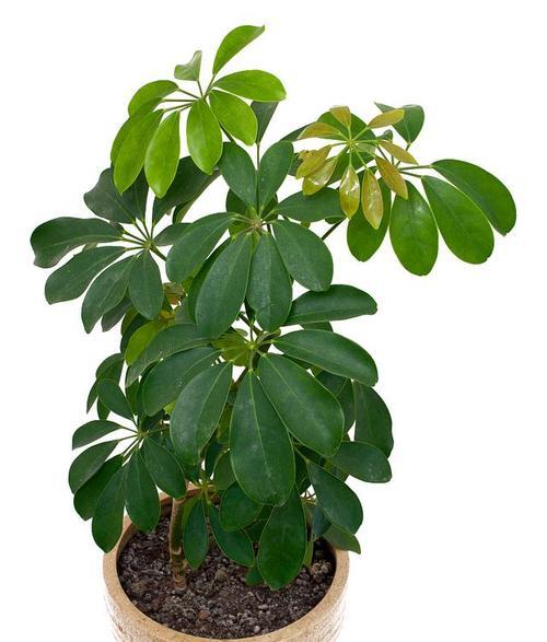 办公室绿植摆放风水讲究有哪些？
