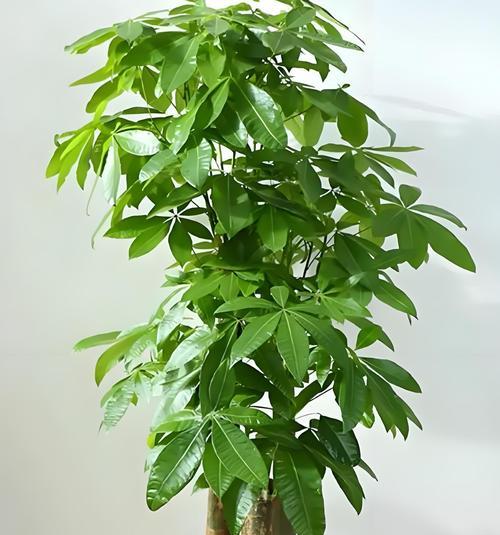办公室绿植摆放风水讲究有哪些？
