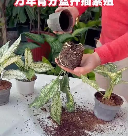 广东万年青长得太高了怎么办？