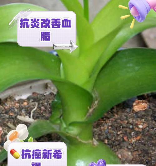 广东万年青长得太高了怎么办？
