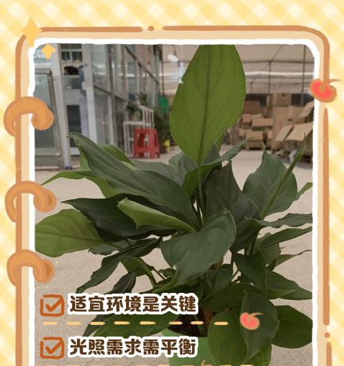 广东万年青长得太高了怎么办？
