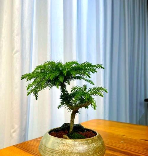 小南洋杉的养殖方法和注意事项有哪些？