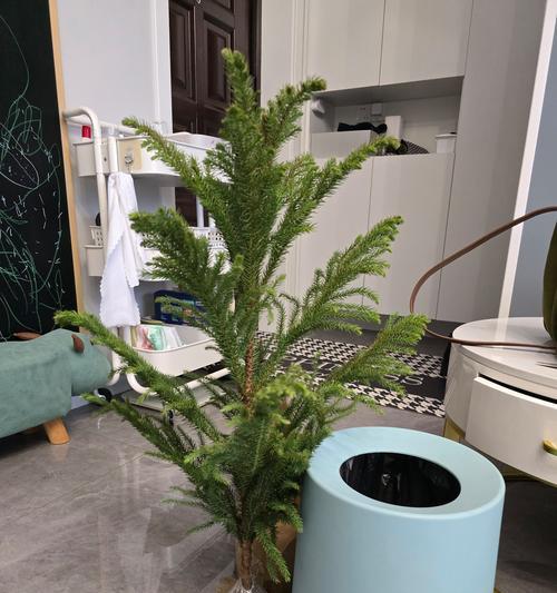 小南洋杉的养殖方法和注意事项有哪些？