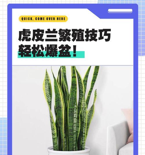 虎皮兰扦插的正确步骤是什么？如何提高虎皮兰扦插的成活率？