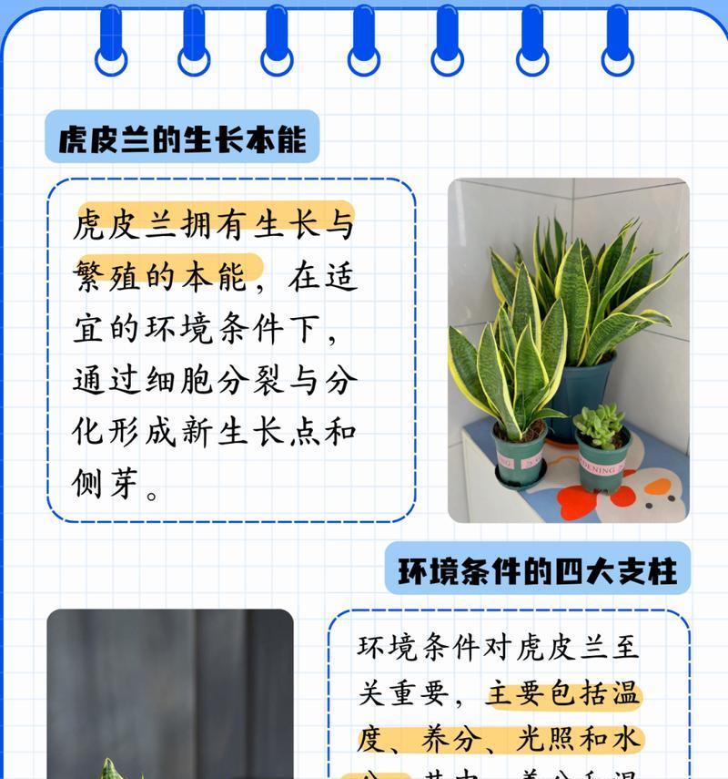 虎皮兰扦插的正确步骤是什么？如何提高虎皮兰扦插的成活率？