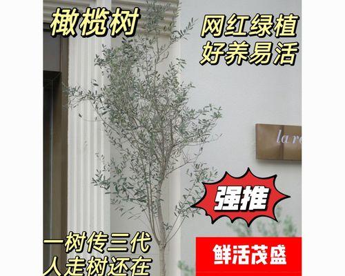 橄榄树的养殖方法有哪些？