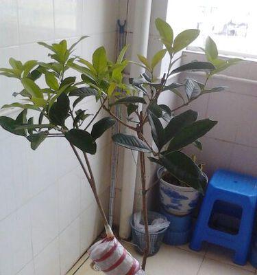 植物压条繁殖的方法和注意事项是什么？