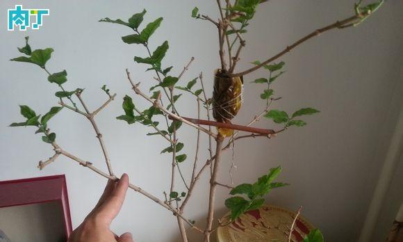 植物压条繁殖的方法和注意事项是什么？