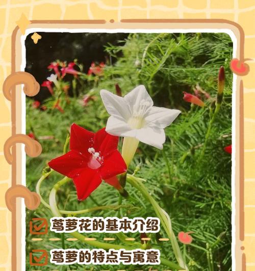 茑萝种子怎么种？播种方法和养护技巧是什么？